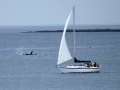boats-1-6