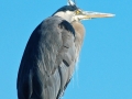 wildlife-1