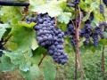Winemaking-1